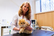 © ShapikMedia - Brno, Czech Republic - March 28, 2025: A veterinarian examines a cat during an appointment at a veterinary clinic