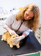 © ShapikMedia - Brno, Czech Republic - March 28, 2025: A veterinarian examines a cat during an appointment at a veterinary clinic