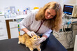 © ShapikMedia - Brno, Czech Republic - March 28, 2025: A veterinarian examines a cat during an appointment at a veterinary clinic