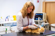 © ShapikMedia - Brno, Czech Republic - March 28, 2025: A veterinarian examines a cat during an appointment at a veterinary clinic