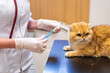 © ShapikMedia - Brno, Czech Republic - March 28, 2025: A veterinarian vaccinates a cat during an appointment at a veterinary clinic. Injection to a cat