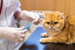 © ShapikMedia - Brno, Czech Republic - March 28, 2025: A veterinarian vaccinates a cat during an appointment at a veterinary clinic. Injection to a cat