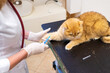 © ShapikMedia - Brno, Czech Republic - March 28, 2025: A veterinarian vaccinates a cat during an appointment at a veterinary clinic. Injection to a cat