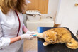 © ShapikMedia - Brno, Czech Republic - March 28, 2025: A veterinarian vaccinates a cat during an appointment at a veterinary clinic. Injection to a cat