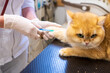 © ShapikMedia - Brno, Czech Republic - March 28, 2025: A veterinarian vaccinates a cat during an appointment at a veterinary clinic. Injection to a cat