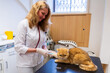 © ShapikMedia - Brno, Czech Republic - March 28, 2025: A veterinarian vaccinates a cat during an appointment at a veterinary clinic. Injection to a cat