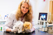 © ShapikMedia - Brno, Czech Republic - March 28, 2025: Veterinarian performs Ultrasound diagnostics of a cat during an appointment at a veterinary clinic.