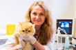 © ShapikMedia - Brno, Czech Republic - March 28, 2025: Veterinarian performs Ultrasound diagnostics of a cat during an appointment at a veterinary clinic.