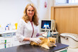 © ShapikMedia - Brno, Czech Republic - March 28, 2025: Veterinarian performs Ultrasound diagnostics of a cat during an appointment at a veterinary clinic. Ultrasound device for diagnostics.