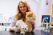 © ShapikMedia - Brno, Czech Republic - March 28, 2025: Veterinarian performs Ultrasound diagnostics of a cat during an appointment at a veterinary clinic.