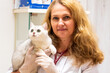 © ShapikMedia - Brno, Czech Republic - March 28, 2025: Veterinarian with a cat. Appointment at a veterinary clinic