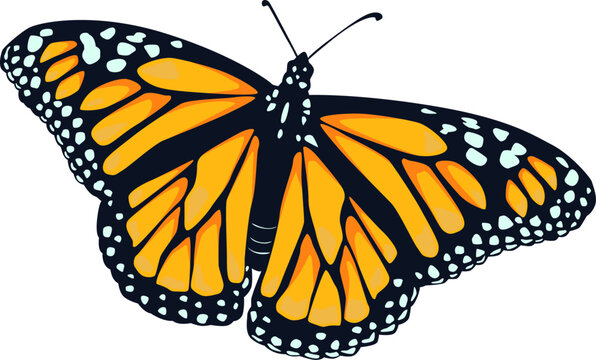 Der Monarchfalter beeindruckt mit leuchtend orange-schwarzen Flügeln – ein Symbol für Wandel und Anmut.
