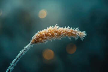 Aufkleber - A close-up of a frozen wheat stalk with ice crystals against a blurred, bokeh background.
