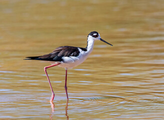 a black-necked stilt bird wading through the waters at the water ranch riparian preserve in arizona.