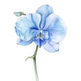 Blue orchids in watercolor, a delicate dance of color.