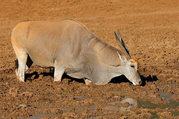 Wall Mural - a male eland antelope (tragelaphus oryx) drinking at a muddy waterhole, mokala national park, south 
