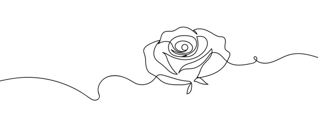 Wall Mural - Continuous line, rose isolate line art vector illustration with transparent background editable stroke.
