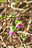 Salmonberry (Rubus spectabilis)