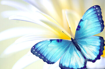 Aufkleber - Soft selective focus. Beautiful natural background macro image of a gerbera flower with a delicate white creamy and blue butterfly.