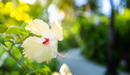 Wall Mural - Beautiful nature wallpaper. Perfect tropical nature macro background for exotic summer background. Bright yellow hibiscus floral backdrop flowers and soft green blur relaxing moody closeup background