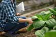 © Prathankarnpap - Close up of farmer holding laptop evaluating leafy vegetable in a greenhouse