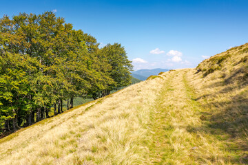 Wall Mural - beech forest on the hill with yellow grass. path through hillside on sunny day in early autumn. beau