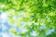 © Rawpixel.com - Beautiful spring nature background leaves green leaf.