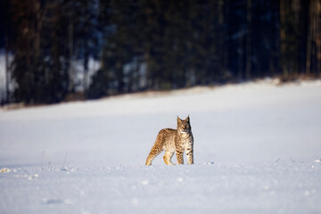 Fototapete - Lynx at frosty sunrise. Young Eurasian lynx, Lynx lynx, walks on snowy meadow in cold morning. Cute wild cat. Winter nature. Beast of prey in natural habitat. Beautiful animal with spotted orange fur.