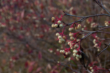 close-up of a colourful dogwood (cornus racemosa) branch featuring red stems with dry white berries 