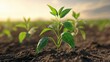 © Raitalinn - Young Green Pepper Plants Growing in Rich Soil at Sunset A Vibrant Agricultural Scene