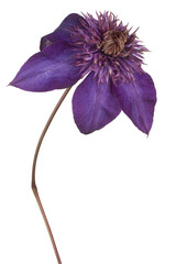 Wall Mural - clematis flower isolated
