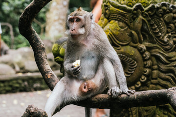 Monkey eating fruit on a branch in the jungle setting of Bali