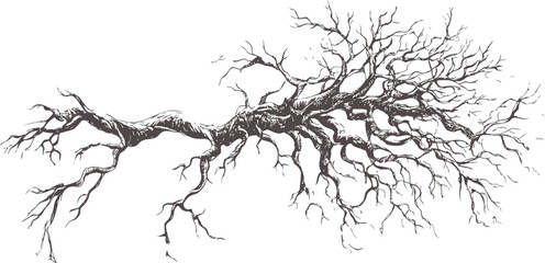 Intricate illustration of a bare tree branch with twisting roots in black and white. Vector illustration