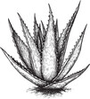 © labirint - Detailed black and white aloe vera plant illustration in vintage style. Vector illustration
