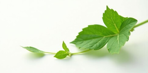 Wall Mural - Single ivy leaf isolated on white background with soft focus effect, isolation, foliage