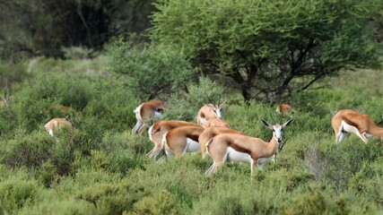 Wall Mural - herd of springbok antelopes (antidorcas marsupialis) feeding in natural habitat, mokala national par