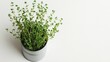 © arri - A small potted herb plant with lush green foliage grows