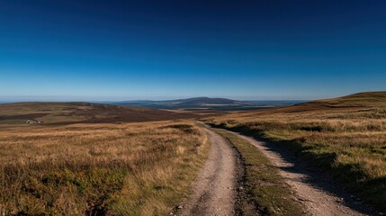 Poster - Scenic dirt road winding through a vast, golden landscape under a clear blue sky.