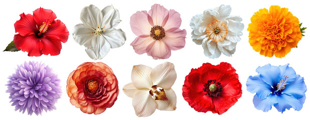 Wall Mural - png colorful floral variety display, element set on transparent background