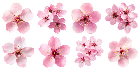 Wall Mural - png delicate pink cherry blossoms, element set on transparent background