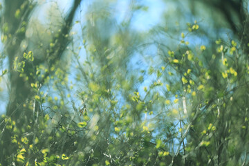 Wall Mural - spring forest, trees and young branches with foliage in the park, abstract background of nature