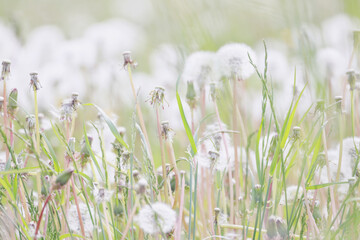 Wall Mural - white fluffy dandelions in a spring field, blurred background of spring nature