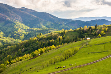 Wall Mural - countryside landscape in spring. forested carpathian mountains with grassy rolling hills in evening 