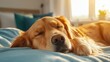 © Wan_photo - Golden Retriever Dog Sleeping Peacefully on Soft Bed in Sunlit Room with Cozy Home Atmosphere