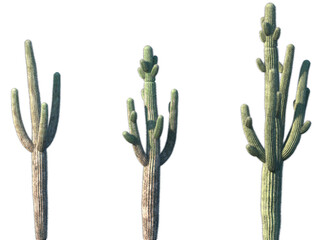 Wall Mural - set of carnegiea gigantea (the saguaro) in sunny daylight frontal isolated png on a transparent back
