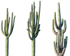 Wall Mural - set of carnegiea gigantea (the saguaro) in sunny daylight frontal isolated png on a transparent back