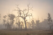 © Austockphoto - A misty dawn and a silhouette of an old tree