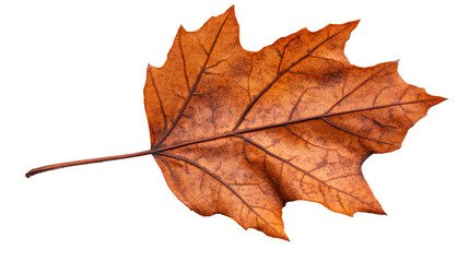 Wall Mural - Autumn maple leaf with intricate veins and patterns, cut out transparent