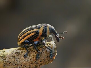 beetle with black and yellow stripes