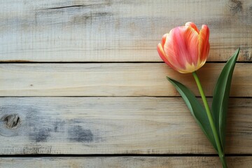 Poster - Beautiful pink and orange tulip resting on rustic wooden surface, showcasing natural elegance and vibrant colors